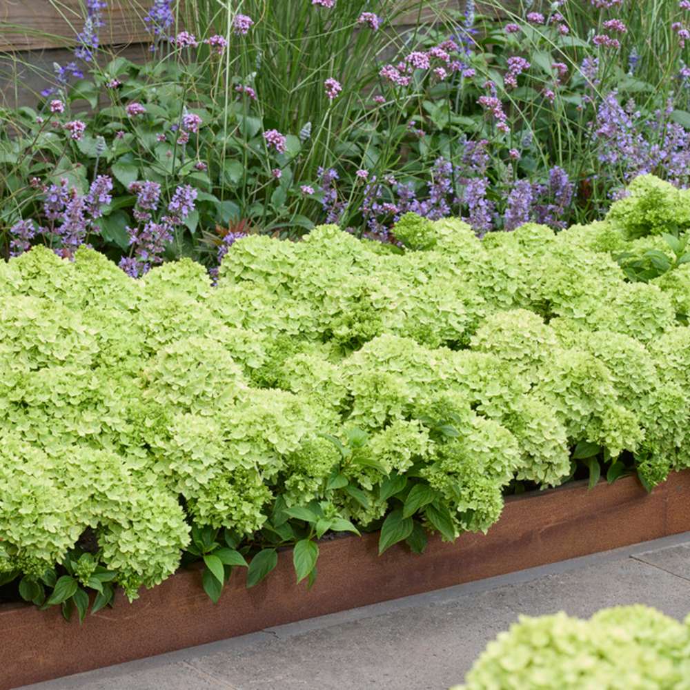 Hortensia 'Groundbreaker Greeny'